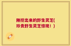 刚挖出来的野生灵芝(珍贵野生灵芝惊现！)
