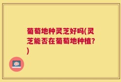 葡萄地种灵芝好吗(灵芝能否在葡萄地种植？)