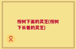 桉树下面的灵芝(桉树下长着的灵芝)