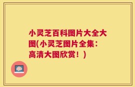 小灵芝百科图片大全大图(小灵芝图片全集：高清大图欣赏！)