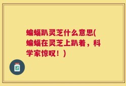 蝙蝠趴灵芝什么意思(蝙蝠在灵芝上趴着，科学家惊叹！)