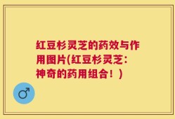 红豆杉灵芝的药效与作用图片(红豆杉灵芝：神奇的药用组合！)