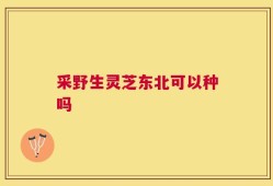 采野生灵芝东北可以种吗