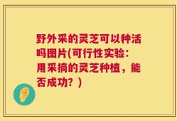 野外采的灵芝可以种活吗图片(可行性实验：用采摘的灵芝种植，能否成功？)