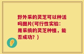 野外采的灵芝可以种活吗图片(可行性实验：用采摘的灵芝种植，能否成功？)