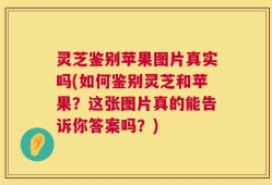 灵芝鉴别苹果图片真实吗(如何鉴别灵芝和苹果？这张图片真的能告诉你答案吗？)