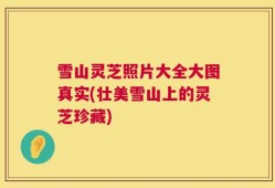 雪山灵芝照片大全大图真实(壮美雪山上的灵芝珍藏)