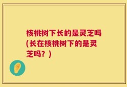 核桃树下长的是灵芝吗(长在核桃树下的是灵芝吗？)