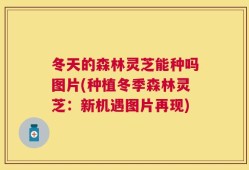 冬天的森林灵芝能种吗图片(种植冬季森林灵芝：新机遇图片再现)