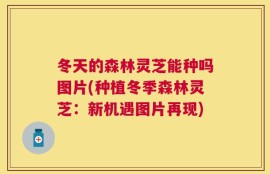 冬天的森林灵芝能种吗图片(种植冬季森林灵芝：新机遇图片再现)