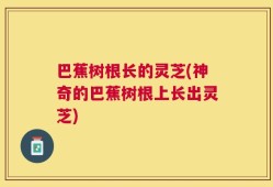 巴蕉树根长的灵芝(神奇的巴蕉树根上长出灵芝)