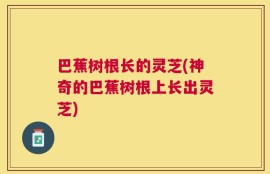 巴蕉树根长的灵芝(神奇的巴蕉树根上长出灵芝)