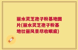 丽水灵芝孢子粉基地图片(丽水灵芝孢子粉基地壮丽风景尽收眼底)
