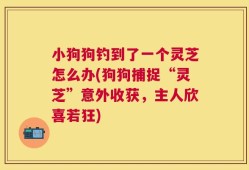 小狗狗钓到了一个灵芝怎么办(狗狗捕捉“灵芝”意外收获，主人欣喜若狂)