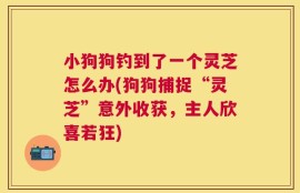 小狗狗钓到了一个灵芝怎么办(狗狗捕捉“灵芝”意外收获，主人欣喜若狂)