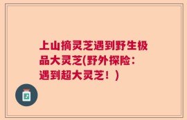 上山摘灵芝遇到野生极品大灵芝(野外探险：遇到超大灵芝！)