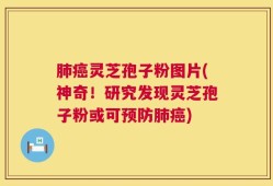 肺癌灵芝孢子粉图片(神奇！研究发现灵芝孢子粉或可预防肺癌)
