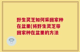 野生灵芝如何采回家种在盆里(将野生灵芝带回家种在盆里的方法