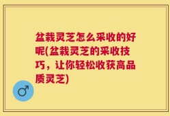 盆栽灵芝怎么采收的好呢(盆栽灵芝的采收技巧，让你轻松收获高品质灵芝)