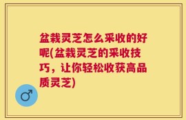 盆栽灵芝怎么采收的好呢(盆栽灵芝的采收技巧，让你轻松收获高品质灵芝)