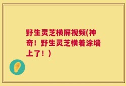 野生灵芝横屏视频(神奇！野生灵芝横着涂墙上了！)