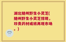 湖北随州野生小灵芝(随州野生小灵芝惊现，珍贵药材或将再现市场。)