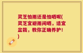 灵芝怕雨还是怕晒呢(灵芝宜避雨闲晒，适宜盆栽，教你正确养护！)