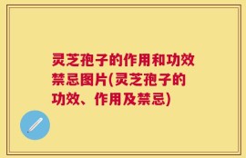灵芝孢子的作用和功效禁忌图片(灵芝孢子的功效、作用及禁忌)
