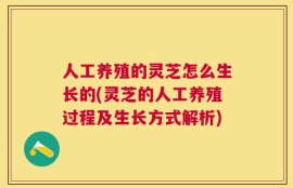 人工养殖的灵芝怎么生长的(灵芝的人工养殖过程及生长方式解析)