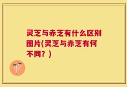 灵芝与赤芝有什么区别图片(灵芝与赤芝有何不同？)
