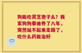 狗能吃灵芝孢子么？我家狗狗泰迪养了八年，突然站不起来走路了，吃什么药能治好