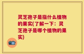 灵芝孢子是指什么植物的果实(了解一下：灵芝孢子是哪个植物的果实)