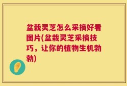 盆栽灵芝怎么采摘好看图片(盆栽灵芝采摘技巧，让你的植物生机勃勃)