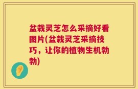 盆栽灵芝怎么采摘好看图片(盆栽灵芝采摘技巧，让你的植物生机勃勃)