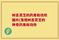 树舌灵芝的药用和功效图片(发现树舌灵芝的神奇药用和功效