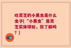 吃灵芝的小黑虫是什么虫子(“小黑虫”是灵芝实体球蚧，你了解吗？)