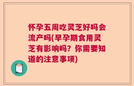 怀孕五周吃灵芝好吗会流产吗(早孕期食用灵芝有影响吗？你需要知道的注意事项)