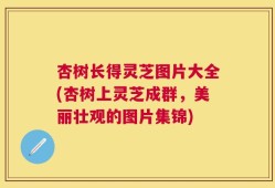 杏树长得灵芝图片大全(杏树上灵芝成群，美丽壮观的图片集锦)