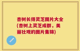 杏树长得灵芝图片大全(杏树上灵芝成群，美丽壮观的图片集锦)