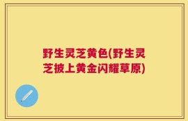 野生灵芝黄色(野生灵芝披上黄金闪耀草原)