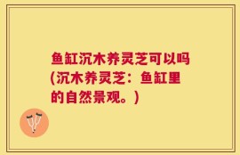 鱼缸沉木养灵芝可以吗(沉木养灵芝：鱼缸里的自然景观。)
