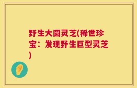 野生大圆灵芝(稀世珍宝：发现野生巨型灵芝)