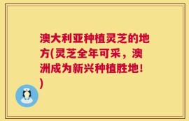 澳大利亚种植灵芝的地方(灵芝全年可采，澳洲成为新兴种植胜地！)