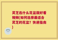 灵芝选什么花盆栽好看视频(如何选择最适合灵芝的花盆？快速指南)