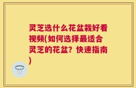 灵芝选什么花盆栽好看视频(如何选择最适合灵芝的花盆？快速指南)