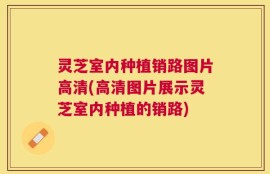 灵芝室内种植销路图片高清(高清图片展示灵芝室内种植的销路)