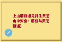 上山蘑菇遇见野生灵芝山中双宝：蘑菇与灵芝相遇)