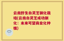 云南野生白灵芝驯化栽培(云南白灵芝成功驯化：未来可望商业化种植)