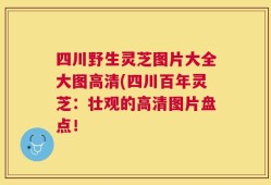 四川野生灵芝图片大全大图高清(四川百年灵芝：壮观的高清图片盘点！