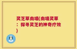灵芝草南墙(南墙灵草：探寻灵芝的神奇疗效)